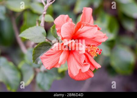 Une fleur Chaba (Hibiscus rosa-sinensis) chinois rose, couleur rouge, qui fleurit au cours de la lumière du soleil du matin. dans un jardin tropical en fond vert. Avec l'exemplaire Banque D'Images