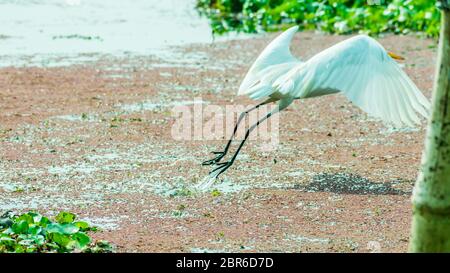 Un beau cygne blanc ou Cygnus bird flying over sur le lac champ avec des plantes aquatiques flottantes en sanctuaire ornithologique de Kumarakom, Kerala. Banque D'Images