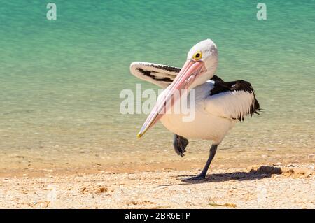 Australian pelican debout sur une jambe - Monkey Mia, WA, Australie Banque D'Images