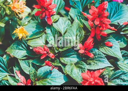 Le poinsettia (Euphorbia pulcherrima) également connu sous le nom de l'Étoile de Noël, est un arbuste ou petit arbre de la famille des euphorbes. Bien connu pour son rouge et le gre Banque D'Images