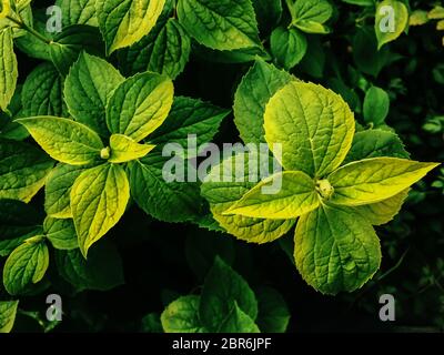 Fleur de jasmin entourée de feuilles vertes. Il est vert et de couleur vive. Banque D'Images