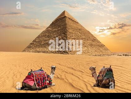 Deux chameaux près de la pyramide de Khéphren, en Égypte. Banque D'Images