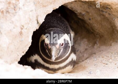 Serin cini de Caleta Valdes colonie de pingouins, Patagonie, Argentine. La faune de l'Argentine Banque D'Images