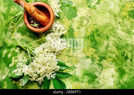 Et de l'Inflorescence feuilles de sureau.Sureau, la floraison des plantes médicinales plantes médicinales. Banque D'Images