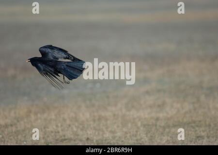 La corée de carrion (Corvus corone) prend le vol avec des grains de maïs dans son bec. Réserve naturelle de Gallocanta Lagoon. Aragon. Espagne. Banque D'Images