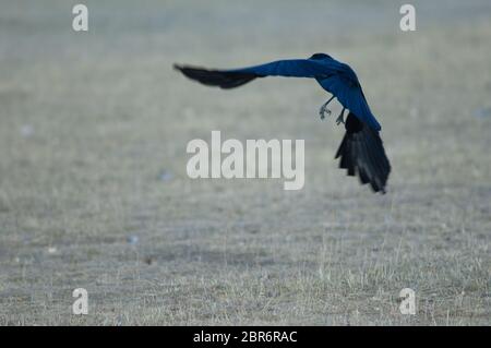 La corée de carrion (Corvus corone) prend le vol. Réserve naturelle de Gallocanta Lagoon. Aragon. Espagne. Banque D'Images