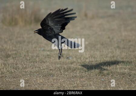 La corée de carrion (Corvus corone) prend le vol avec des grains de maïs dans son bec. Réserve naturelle de Gallocanta Lagoon. Aragon. Espagne. Banque D'Images