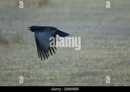 La corée de carrion (Corvus corone) prend le vol avec des grains de maïs dans son bec. Réserve naturelle de Gallocanta Lagoon. Aragon. Espagne. Banque D'Images