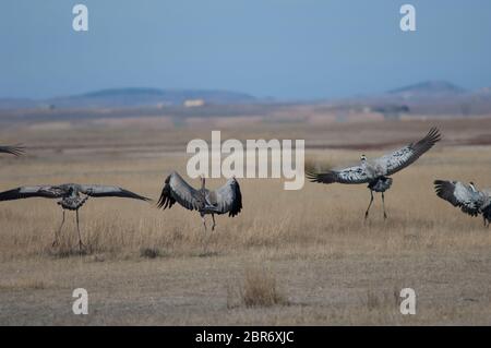 Grues communes (Grus grus) atterrissage. Réserve naturelle de Gallocanta Lagoon. Aragon. Espagne. Banque D'Images