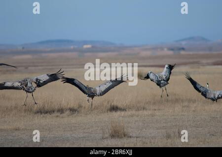 Grues communes (Grus grus) atterrissage. Réserve naturelle de Gallocanta Lagoon. Aragon. Espagne. Banque D'Images