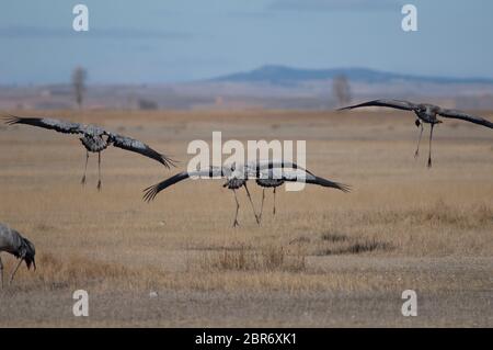 Grues communes (Grus grus) atterrissage. Réserve naturelle de Gallocanta Lagoon. Aragon. Espagne. Banque D'Images