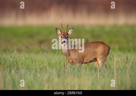 Surpris, le chevreuil capreolus capreolus, buck dans un manteau d'hiver au printemps, debout sur un pré vert et à la recherche d'appareil photo. Animal sauvage dans les gree Banque D'Images