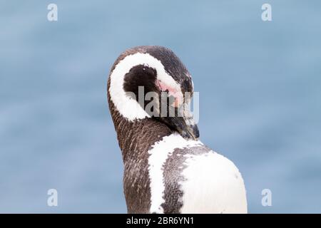 Serin cini de Caleta Valdes colonie de pingouins, Patagonie, Argentine. La faune de l'Argentine Banque D'Images