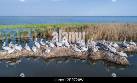 Les pélicans dalmates (Pelecanus crispus) dans le Delta du Danube en Roumanie. Vue aérienne avec drone. Banque D'Images