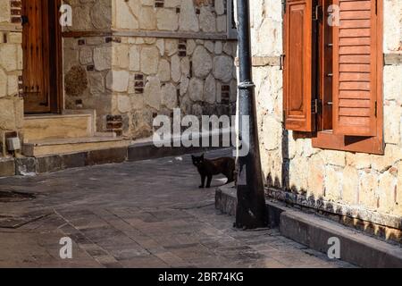 Chat noir autour du coin à la maison. Chat noir traverse la route. Banque D'Images