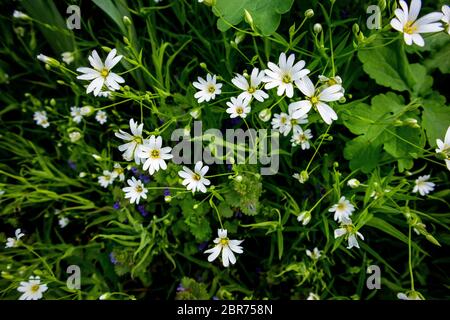 Champ de stellaria blanc milieu fleurs dans la forêt. Banque D'Images
