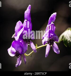 Belle fleur sauvage pourpre sur fond sombre. Banque D'Images