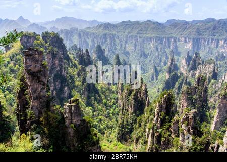 Zhangjiajie Forest Park. Pilier gigantesque ou montagnes falaise du canyon. Wulingyuan, Zhangjiajie, Hunan, Chine Banque D'Images