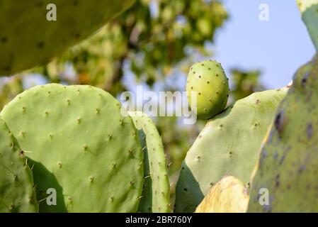 Opuntia ficus-indica non mûr sur un cactus Banque D'Images