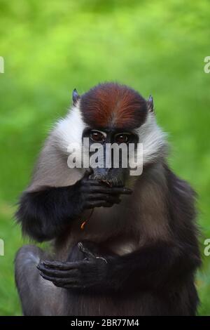 Close up portrait of white avant mangabey à collier (Cercocebus torquatus, rouge) mangabey plafonné à la caméra et à manger, low angle view Banque D'Images