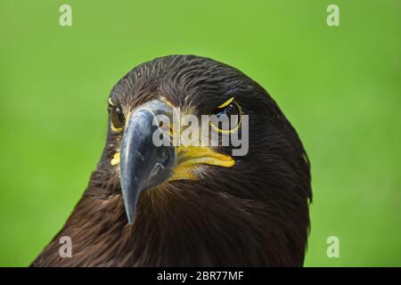 Close up portrait de l'un avant l'aigle royal (Aquila chrysaetos) looking at camera sur fond vert, low angle view Banque D'Images