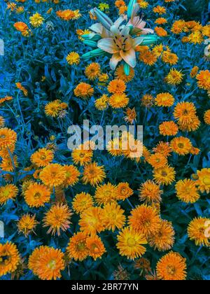Calendula en fleurs dans le jardin. Fleurs orange et feuilles vertes. Fond végétal Banque D'Images