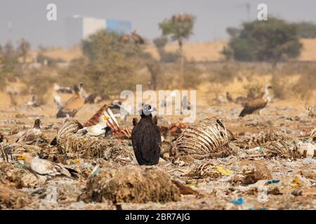 La vautour de Cinereous ou la vautour noire ou la vautour de Monk ou aegypius monachus se ferme près de la carcasse à la réserve de conservation Jorbeer, bikaner, rajasthan Banque D'Images