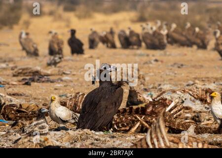 La vautour de Cinereous ou la vautour noire ou la vautour de Monk ou aegypius monachus se ferme près de la carcasse à la réserve de conservation Jorbeer, bikaner, rajasthan Banque D'Images