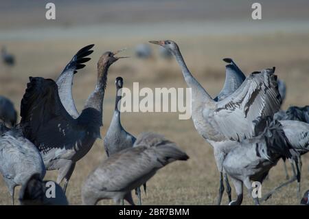 Grues communes juvéniles (Grus Grus) combats. Réserve naturelle de Gallocanta Lagoon. Aragon. Espagne. Banque D'Images