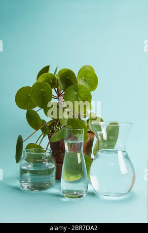 3 vases en verre transparent avec l'eau claire en face d'une plante en pot pilea peperomioide sur fond bleu turquoise. Jeu de lumière et de transpare Banque D'Images