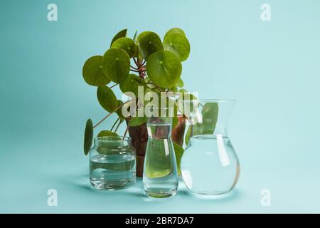 3 vases en verre transparent avec l'eau claire en face d'une plante en pot pilea peperomioide sur fond bleu turquoise. Jeu de lumière et de transpare Banque D'Images