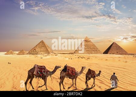 Caravane de chameaux près les grandes pyramides de Gizeh en Egypte. Banque D'Images