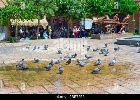 Les pigeons se baignant dans une flaque d'eau sur une place centrale de Téhéran, Iran Banque D'Images