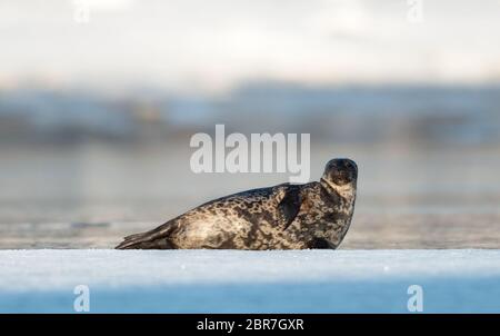 Joint reposant sur un floe de glace. Le phoque annelé (Pusa hispida ou Phoca hispida), également connu sous le nom de phoque en pot, sous le nom de netsik ou nattiq par les Inuits, est un phoque sans oreilles Banque D'Images