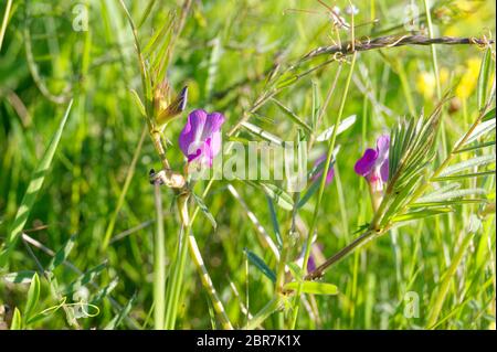 Vicia sativa, connue sous le nom de la commune ou de jardin vetch Banque D'Images