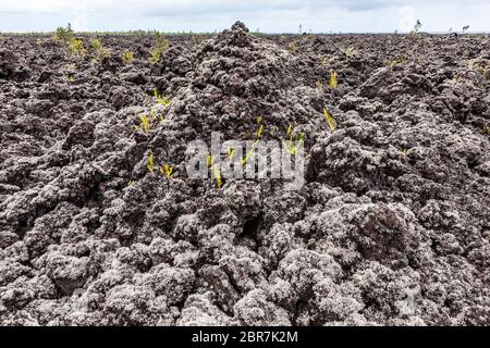 A'a champ de lave couvert de Stereocaulon volcani, un lichen qui aide à cultiver les sols sur les coulées de lave, Puna, Hawai'i, Hawaii, USA. Banque D'Images