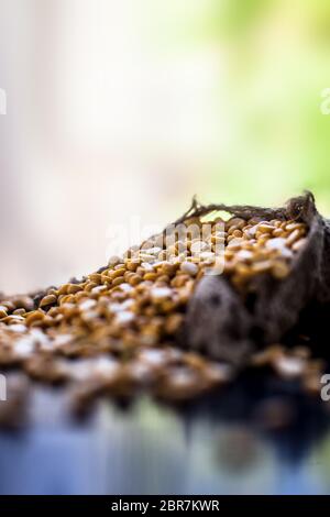 Gros plan de lentilles crues de pois chiches/lentilles jaunes dans un sac de tireur sur une surface noire brillante Banque D'Images