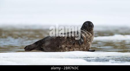 Joint reposant sur un floe de glace. Le phoque annelé (Pusa hispida ou Phoca hispida), également connu sous le nom de phoque en pot, sous le nom de netsik ou nattiq par les Inuits, est un phoque sans oreilles Banque D'Images