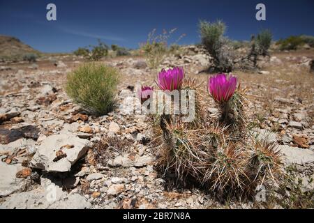 Cactus hérisson d'Engelmann en fleurs, Nevada Banque D'Images