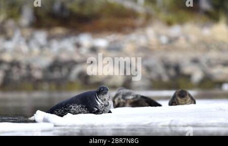 Joint reposant sur un floe de glace. Le phoque annelé (Pusa hispida ou Phoca hispida), également connu sous le nom de phoque en pot, sous le nom de netsik ou nattiq par les Inuits, est un phoque sans oreilles Banque D'Images