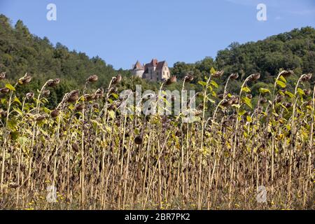 Domaine du séchage tournesol en vallée de Dordogne. France Banque D'Images