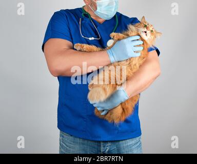 Homme de l'enseignement professionnels en uniforme bleu et des gants en latex rouge moelleux adultes détenant un chat avec un drôle de visage, fond gris, concept de traitement des animaux Banque D'Images