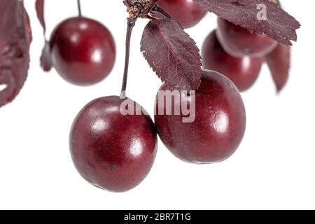 Les prunes rouges du sang accrocher sur une branche avec des feuilles isolées sur fond blanc Banque D'Images