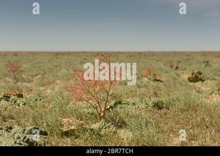 Le tatar la rhubarbe est une plante herbacée vivace. Banque D'Images