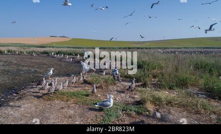 Colonie de mouettes dans le Delta du Danube, Roumanie Banque D'Images