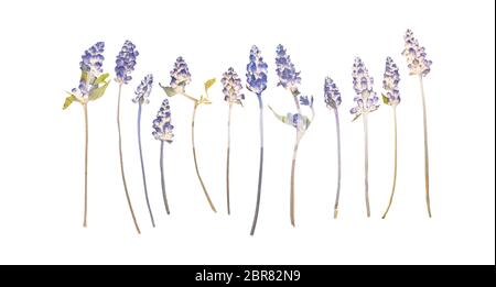 Ensemble de fleurs de lavande séchées pressé isolated on white Banque D'Images