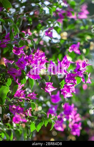 Fleurs de bougainvilliers pourpres, feuilles vertes, arbres en arrière-plan, de bougainvilliers spectabilis se développe comme woody vine. close-up photo Banque D'Images