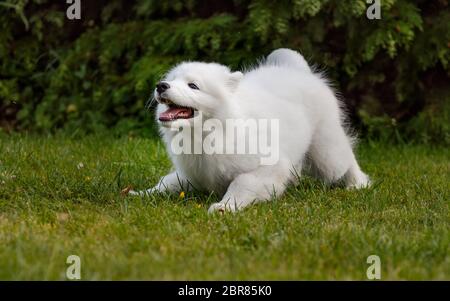 Chiot blanc Samoyed husky jouant dans la cour sur une pelouse verte Banque D'Images