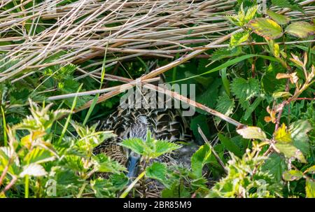 Canard colvert femelle, Aras platyrhynchos, caché dans un nid de rivière, Lothian est, Écosse, Royaume-Uni Banque D'Images