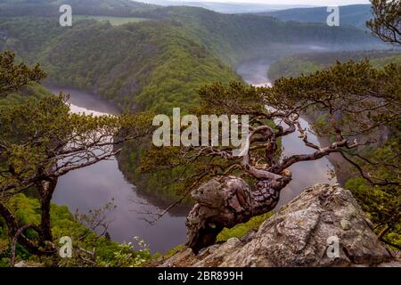 République tchèque Grand canyon Horseshoe. Tchèque célèbre Lookout peut près de Prague. Méandres de la rivière Vltava en Bohême centrale, en République Tchèque Banque D'Images